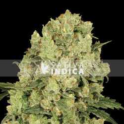 AK 48 Feminized Cannabis Seeds