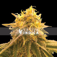 Agent Orange Feminized Seeds