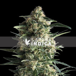 Amnesia Haze Autoflowering Seeds