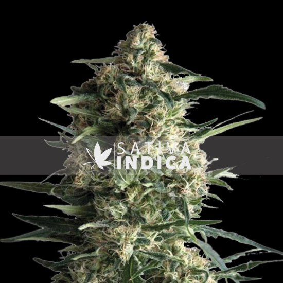 Amnesia Haze Feminized