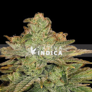 Blue Cheese Autoflowering Seeds Blue Cheese Autoflowering Seeds