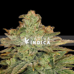 Blue Cheese Autoflowering Seeds