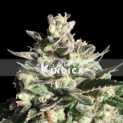 Bubblegum Autoflowering Seeds
