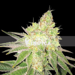 Chocolope Feminized Seeds