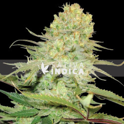 Critical Feminized Seeds