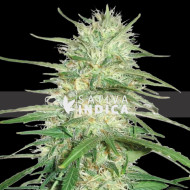 Gelato Feminized Seeds