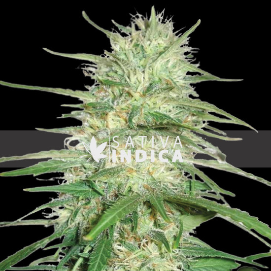Gelato Feminized Cannabis Seeds Gelato Feminized