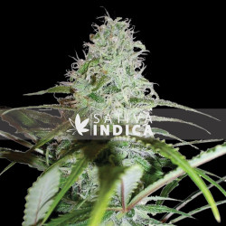 Girl Scout Cookies (GSC) Feminized seeds