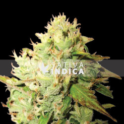 Gorilla Glue #4 Feminized Seeds