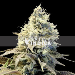 Northern Lights Feminized seeds