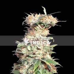 Super Lemon Haze Feminized Seeds