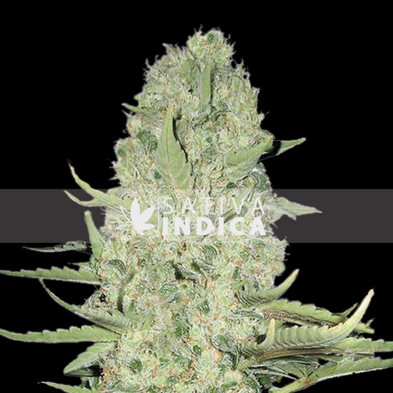 White Widow Feminized 