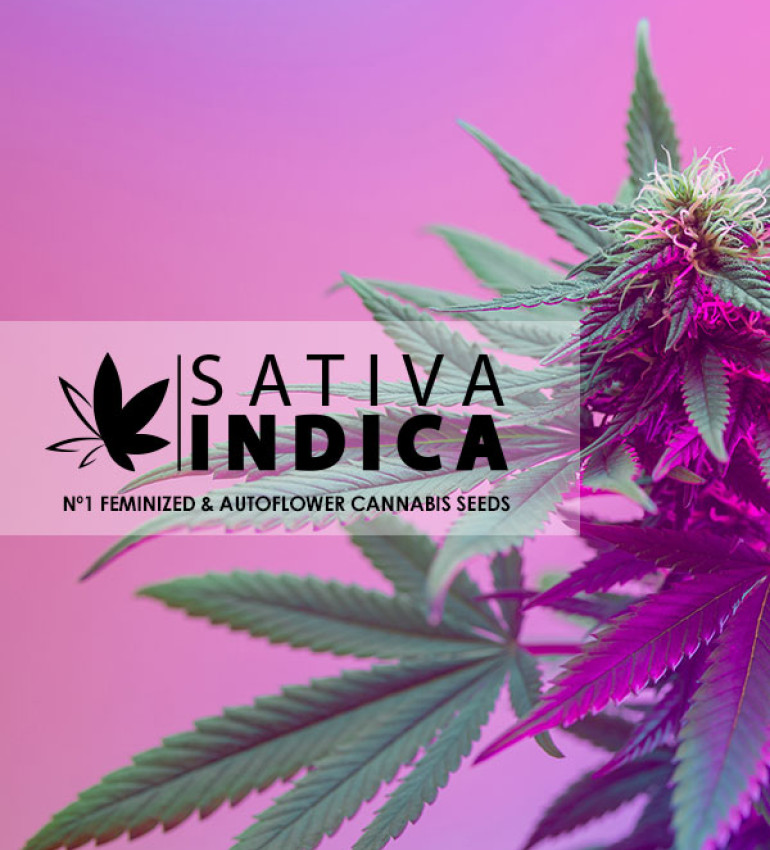 Hybrid Cannabis Seeds